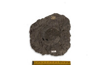 F 01921
<br/>
<br/>
<em></em>